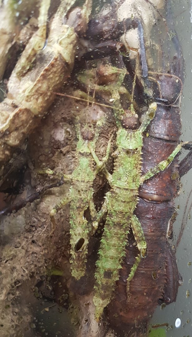 Stick insects