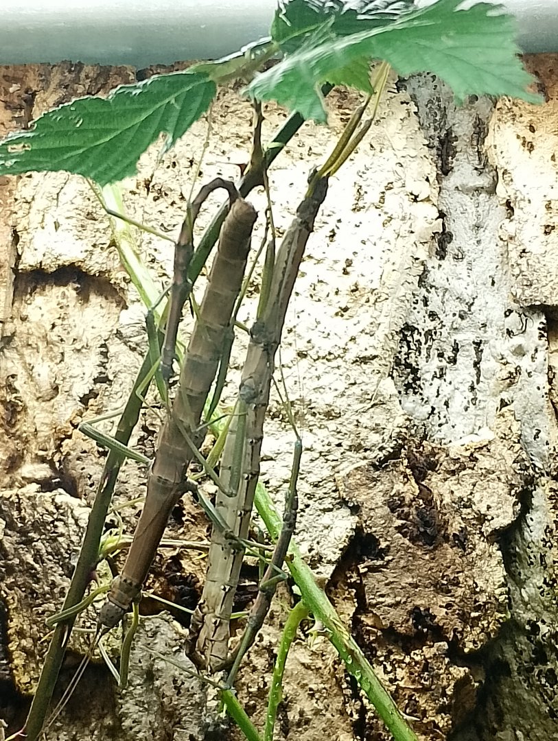 Stick insects