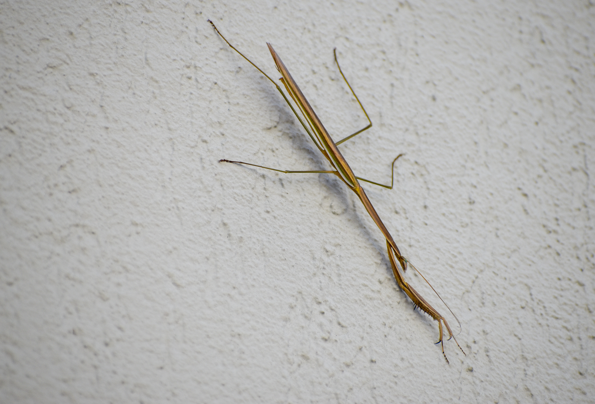 Stick Mantis, Archimantis latistyla