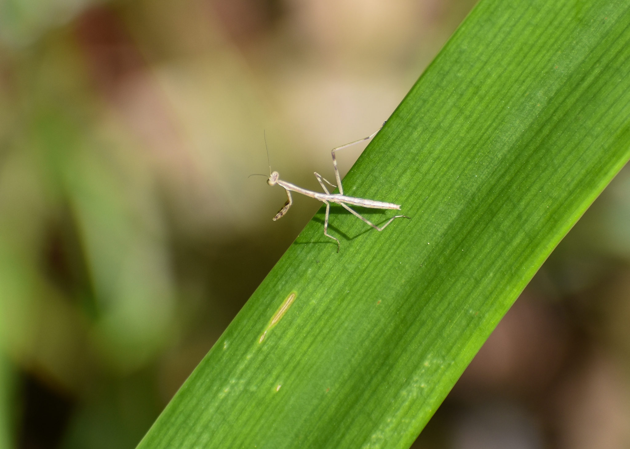 Stick Mantis, Archimantis latistyla