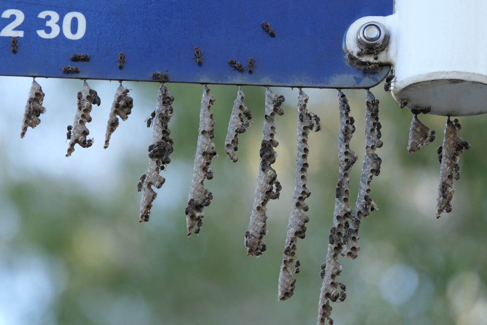 Stick-nest Brown Paper Wasp (Ropalidia revolutionalis)