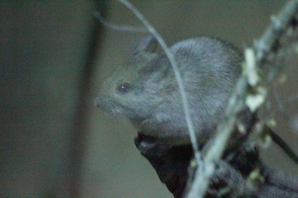 Stick-nest Rat