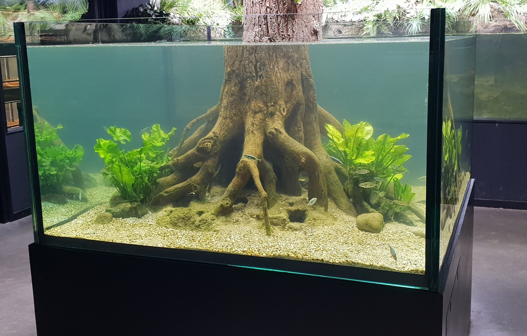 Stickleback - Crayfish aquarium