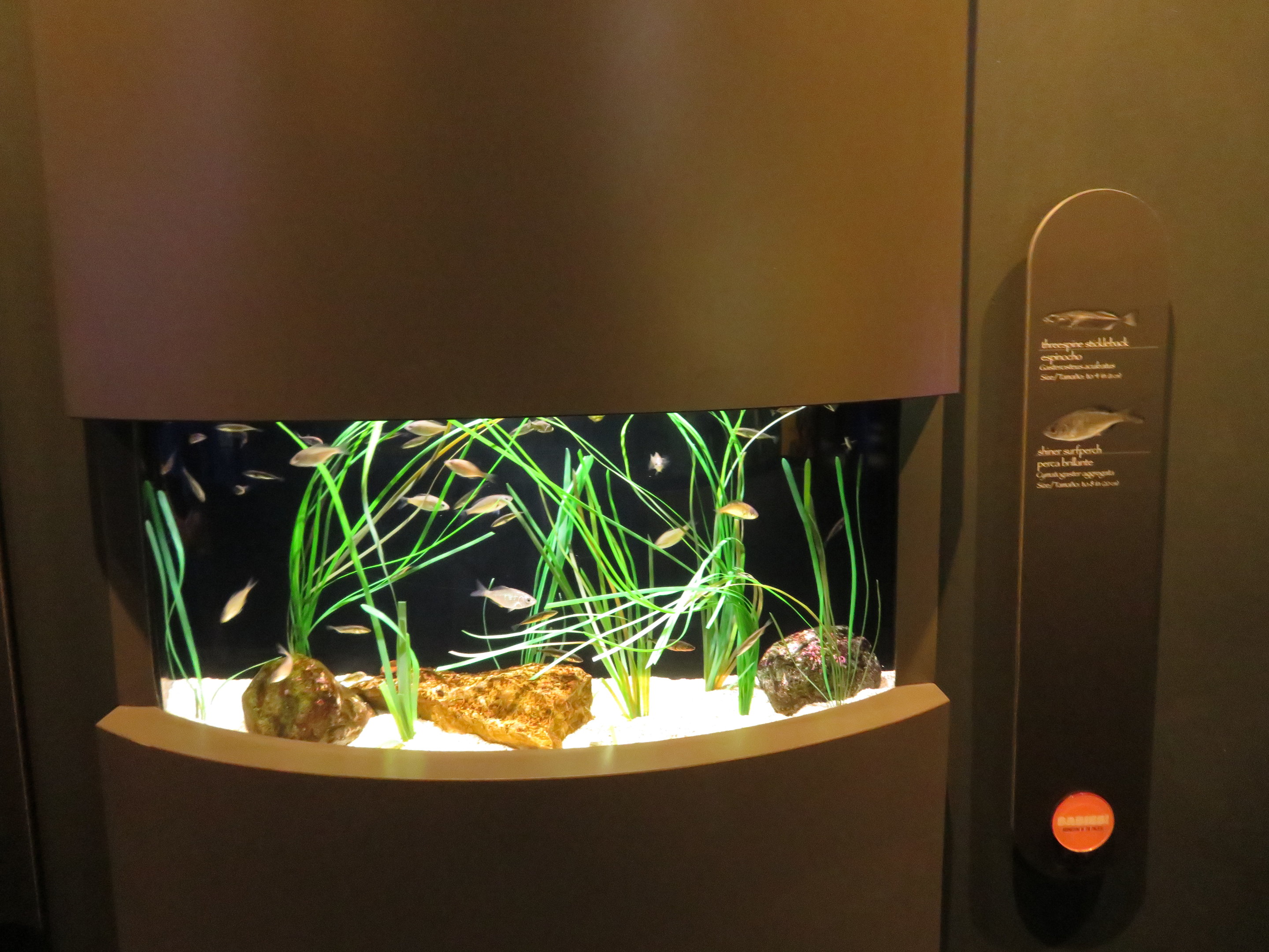 Stickleback/Surfperch Tank