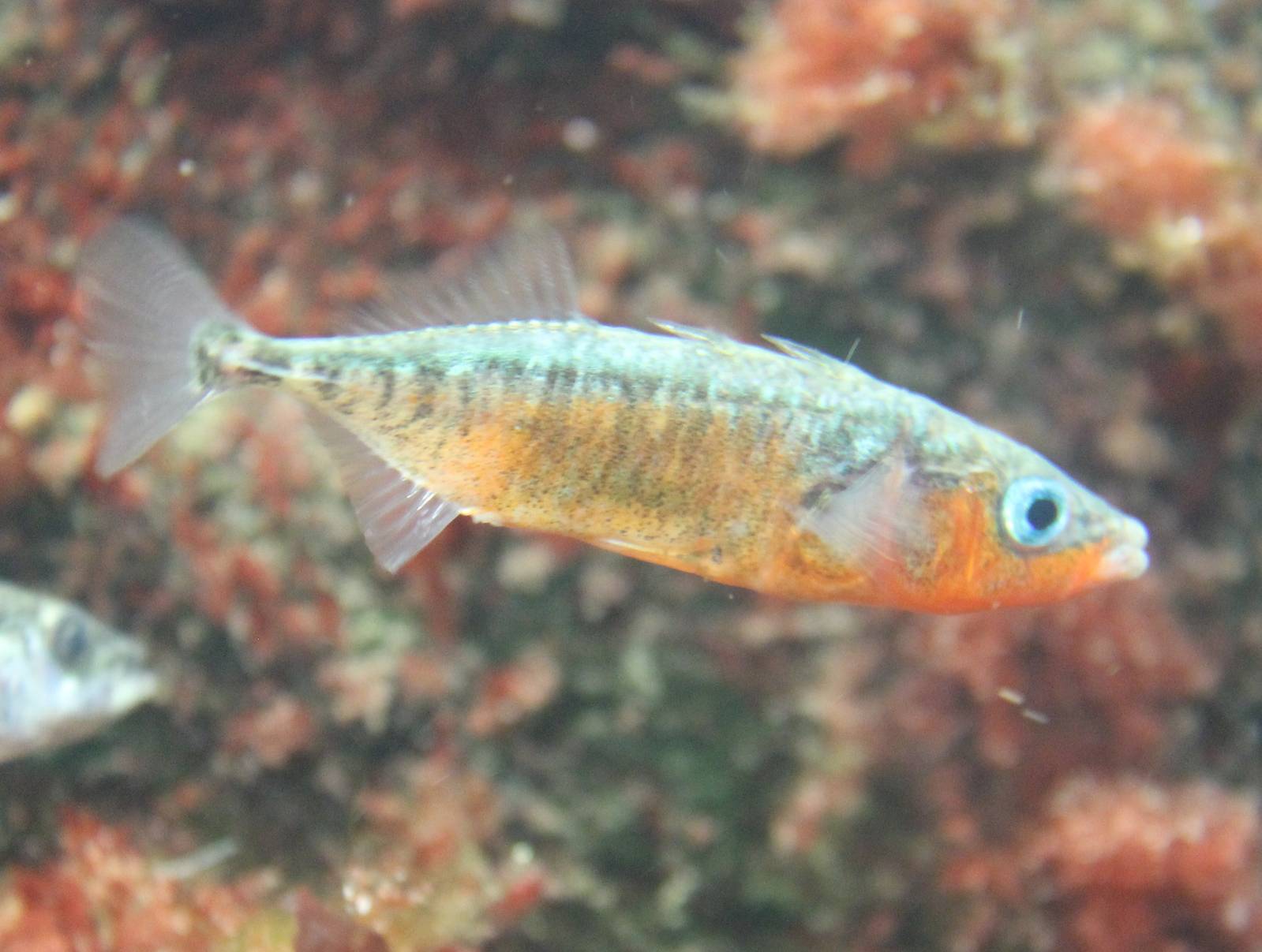 Stickleback