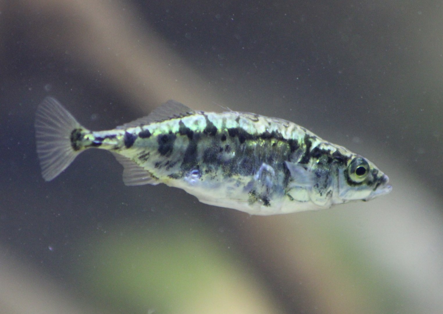 Stickleback