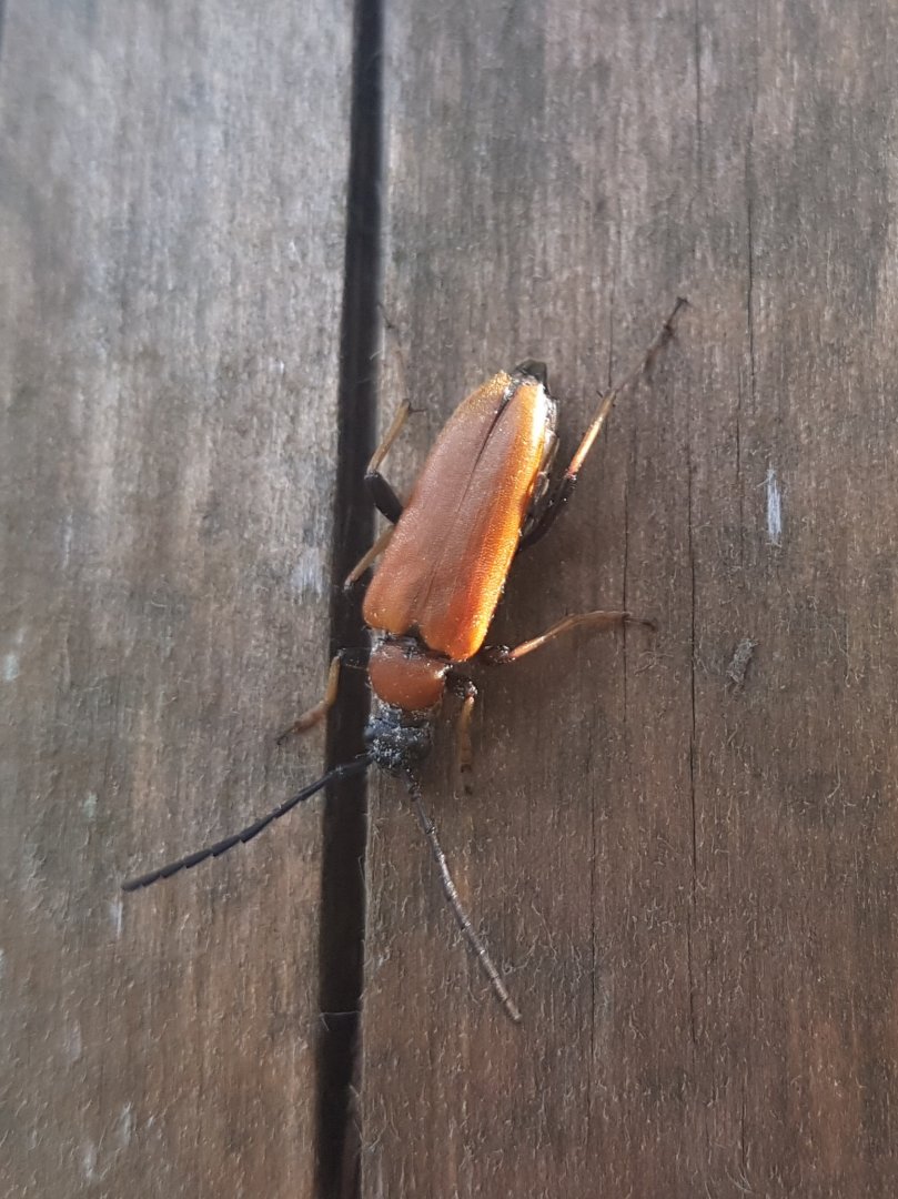 Stictoleptura rubra - female