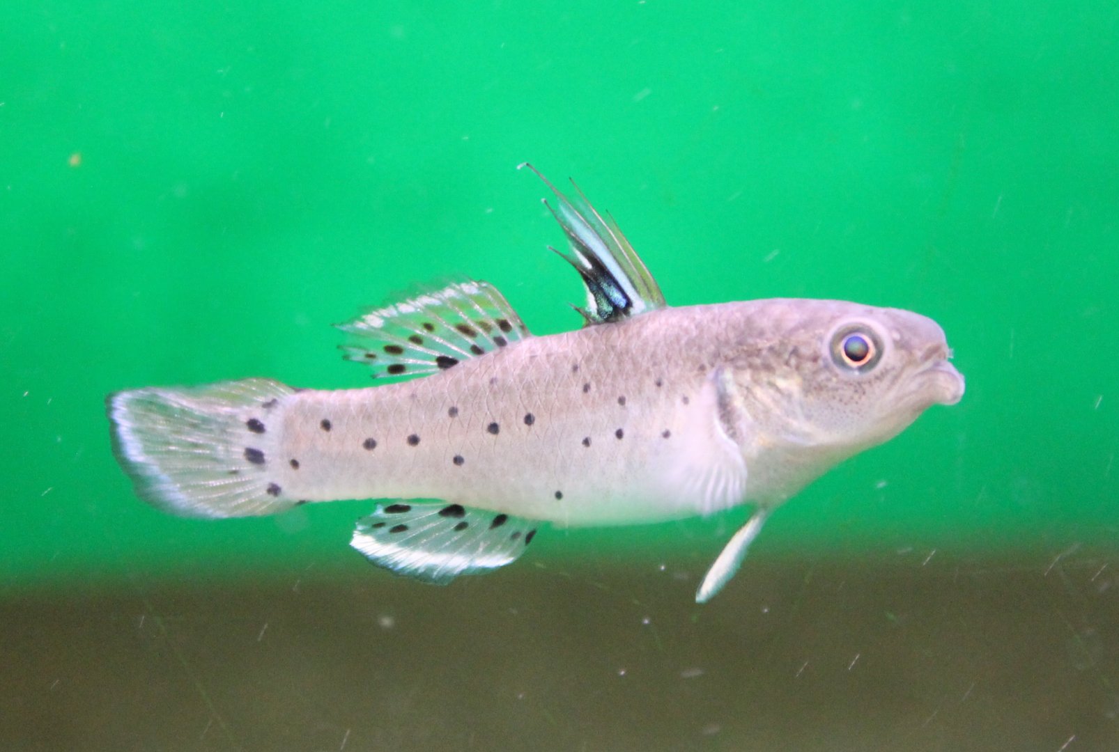 Stigmatogobius sadanundio - Knight goby