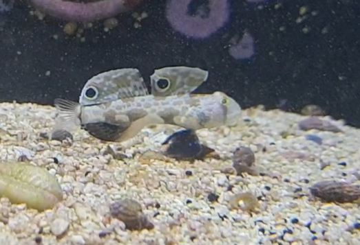 Stignigobius biocellatus