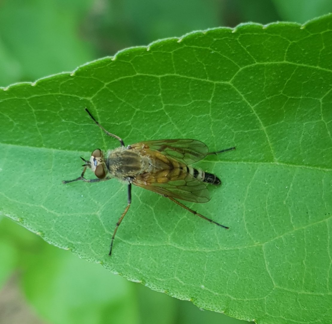 Stiletto fly-species