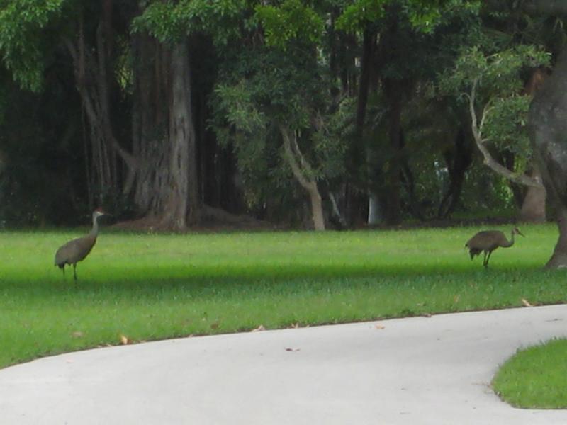 Still Anumal Life in the Zoo