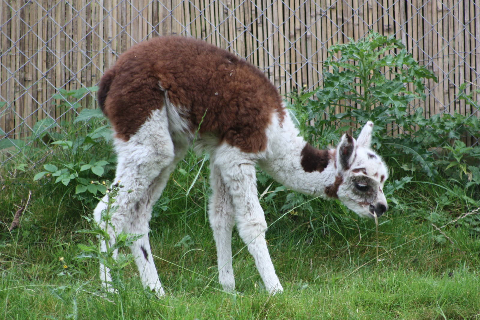 Still awaiting a name, 27th September 2014