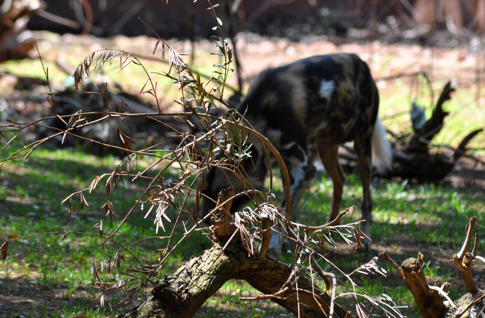 Still Life (with African Wild Dog)
