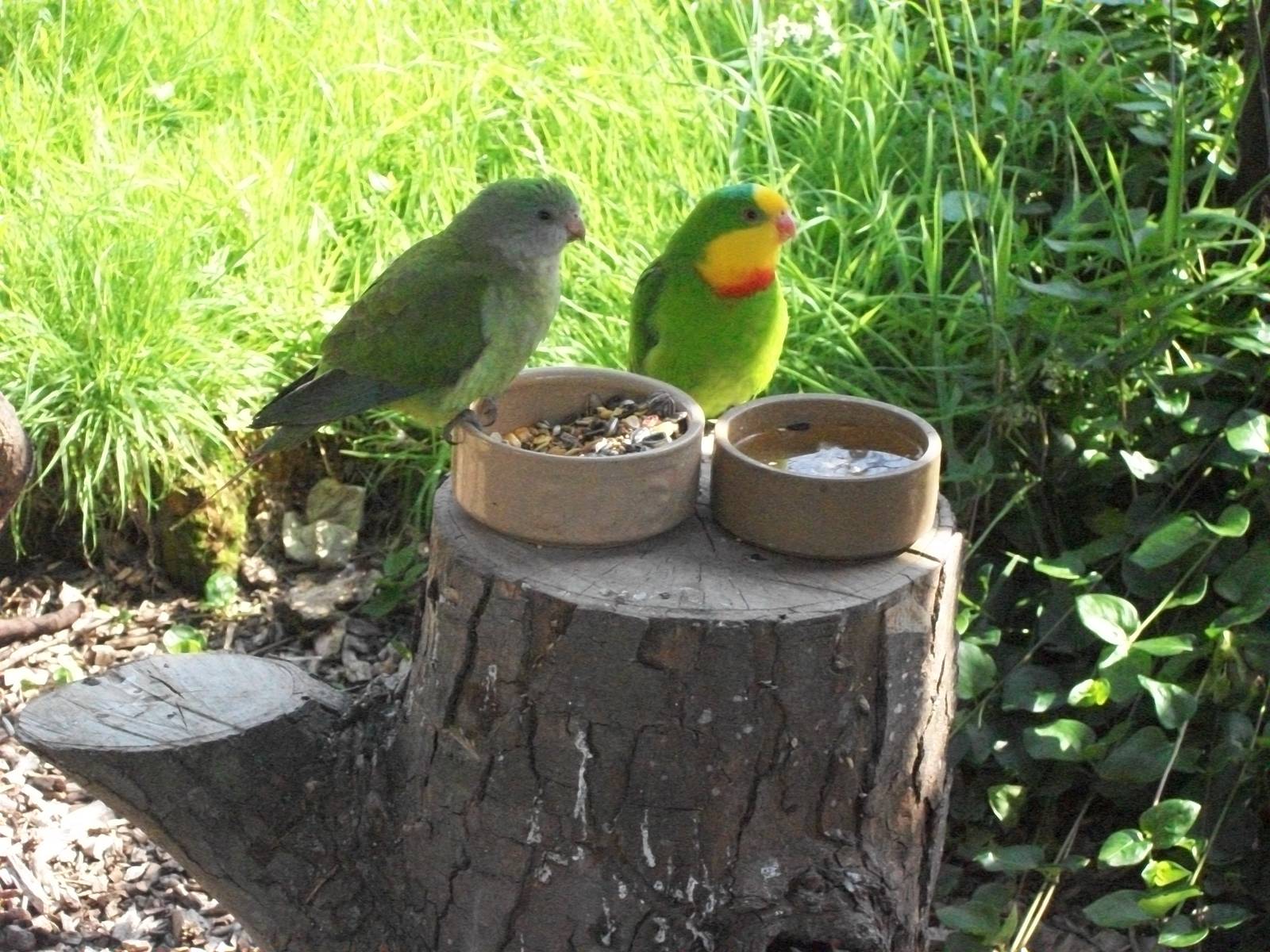 Still looking superb, 25th July 2014