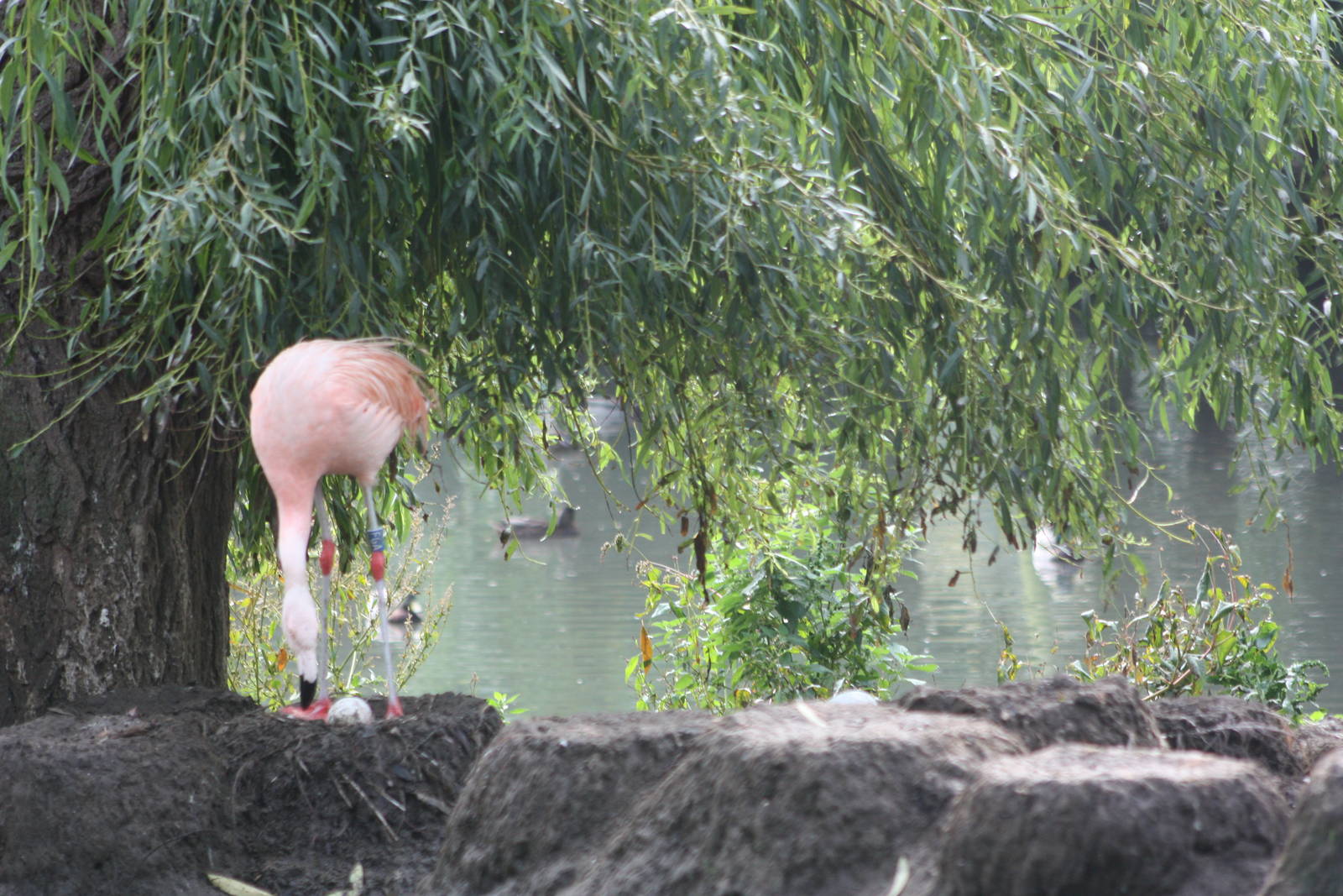 Still nesting, 30th September 2014