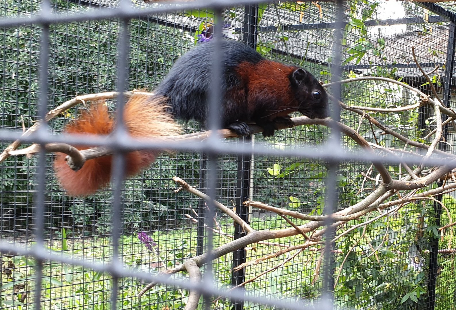 Still undiscribed Squirrel ( sub ? ) species ?