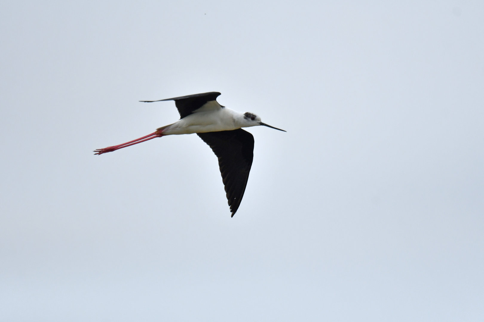 Stilt Himantopus himantopus