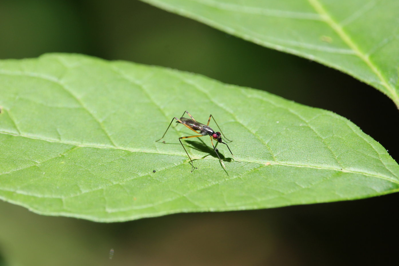 Stilt-legged fly (Rainieria antennaepes)