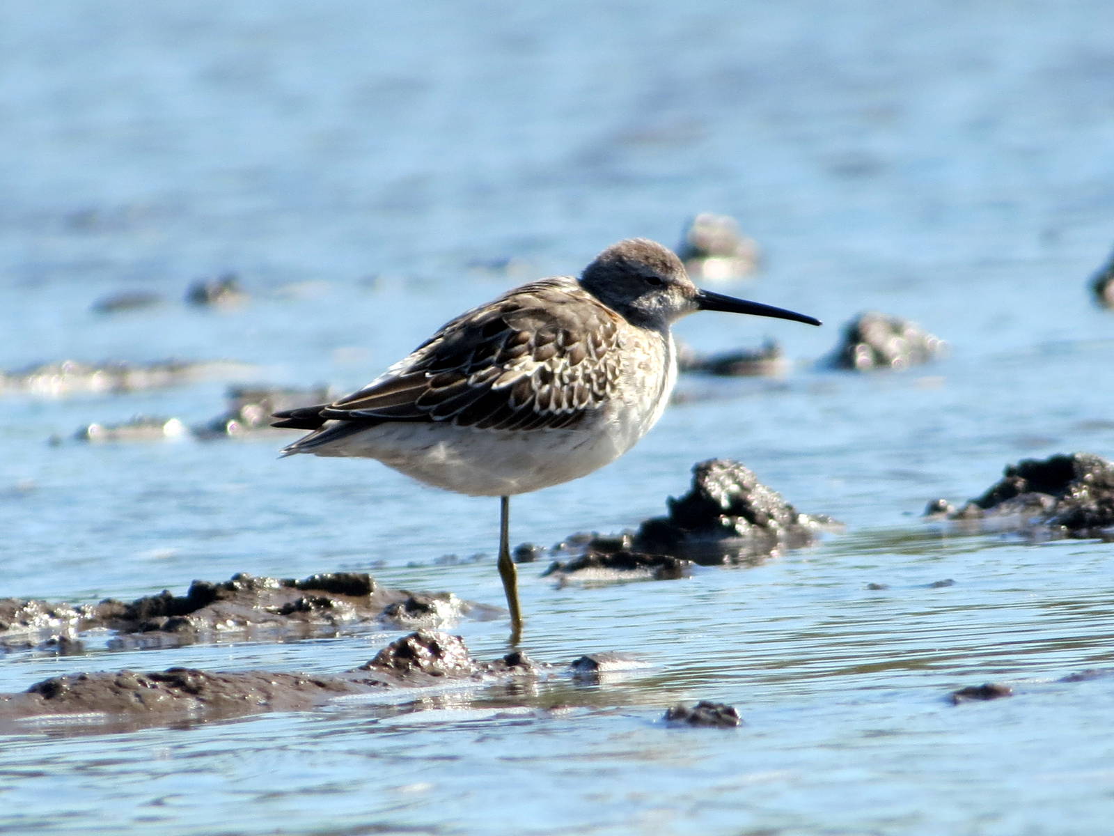 Stilt Sandpiper