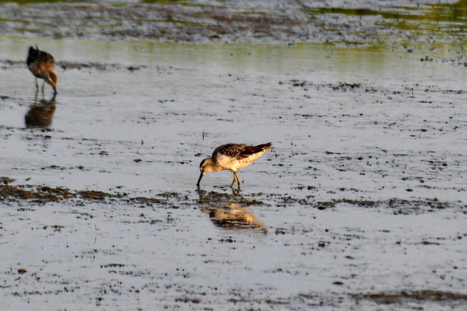Stilt Sandpiper