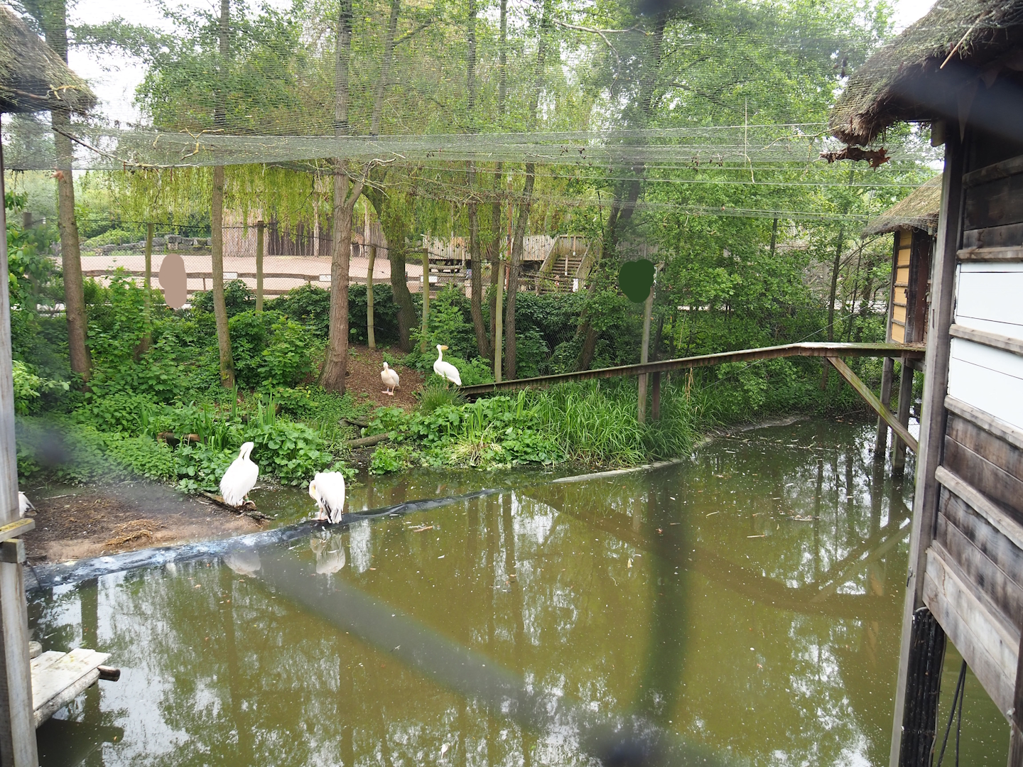 Stilt village aviary - Home to great white pelicans at the time, now shoebill summer exhibit, 2023-05-15