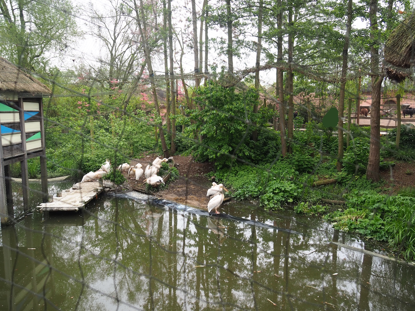 Stilt village aviary - Home to great white pelicans at the time, now shoebill summer exhibit, 2023-05-15