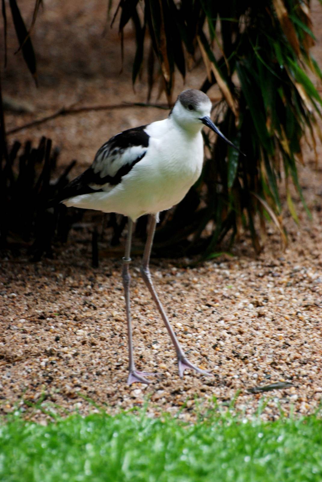Stilt x Avocet Hybrid at Rheine, 03/06/12