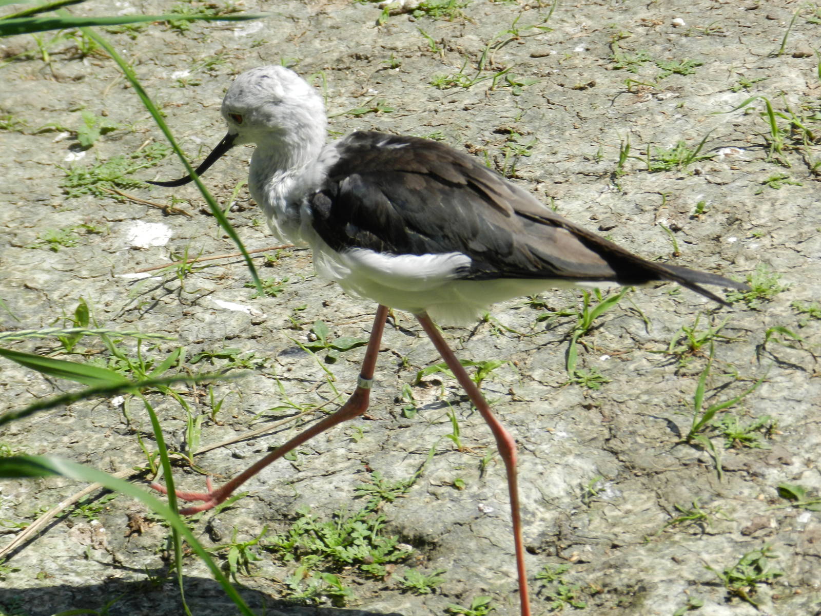Stilt X Avocet hybrid