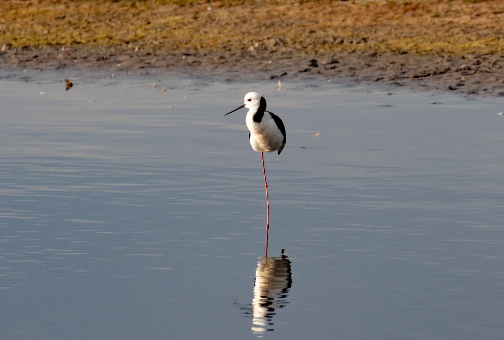 Stilt