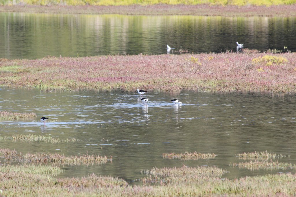 Stilts (Himantopus himantopus)