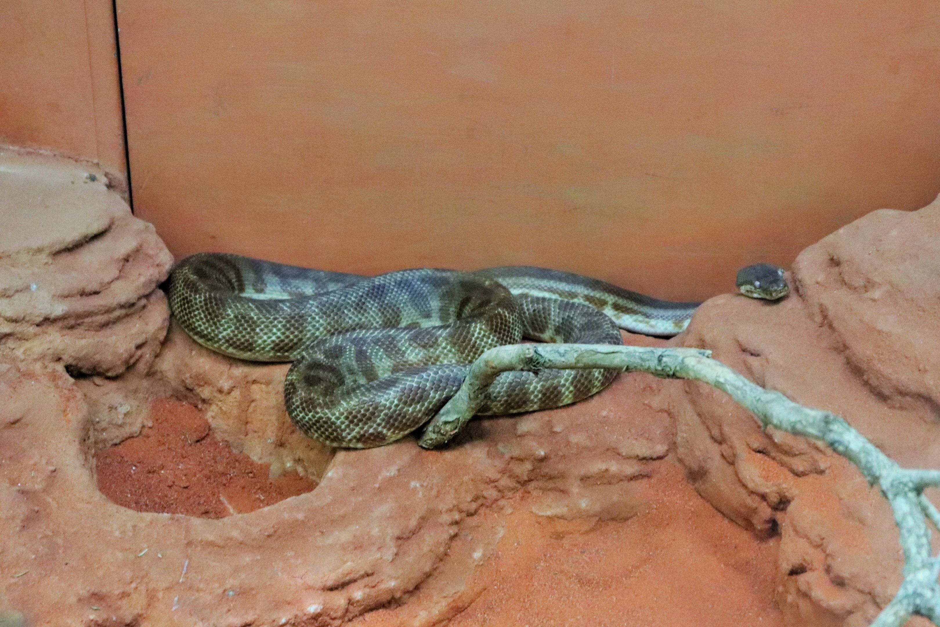 Stimson's Python (Antaresia stimsoni)