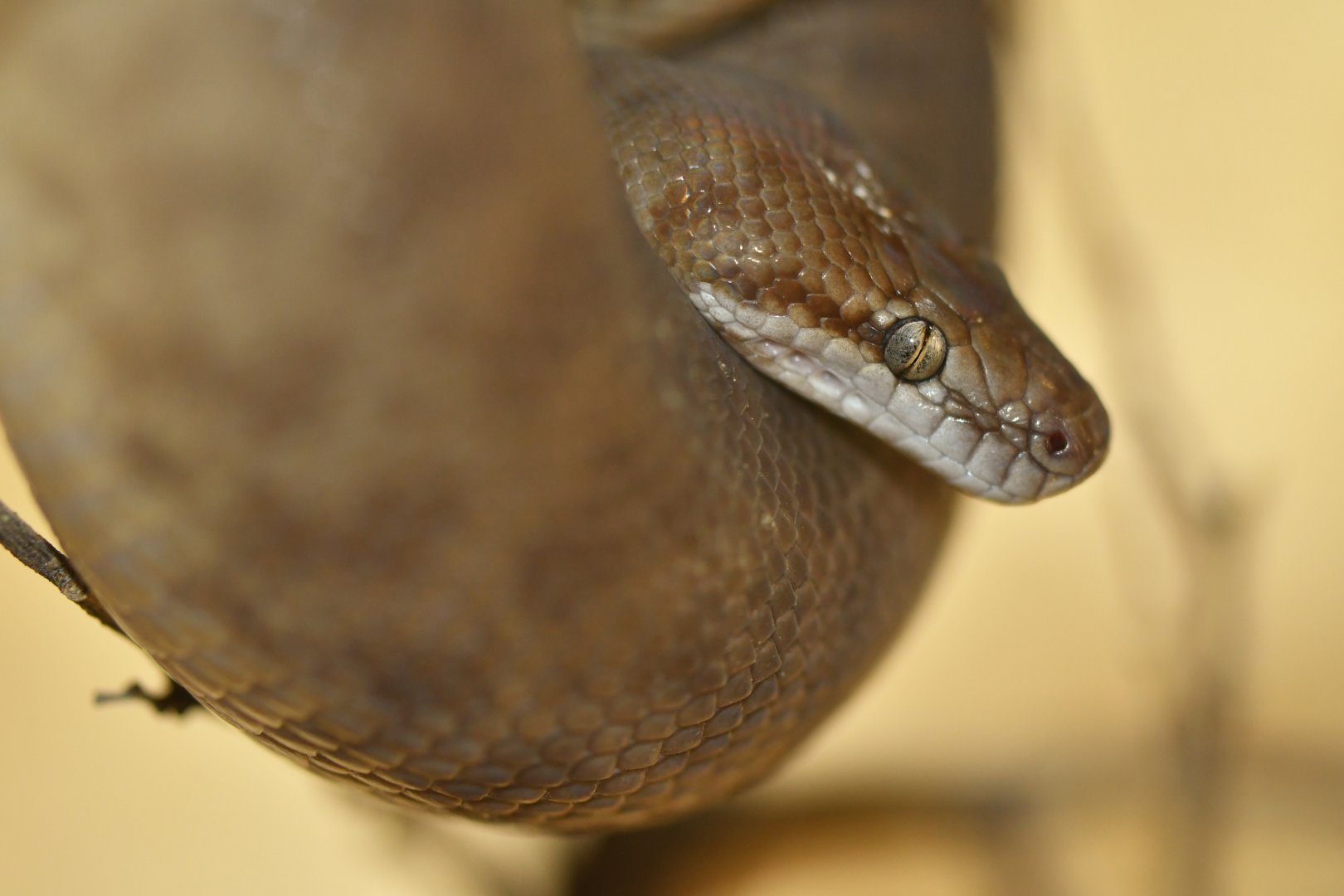 Stimson's python (Antaresia stimsoni)