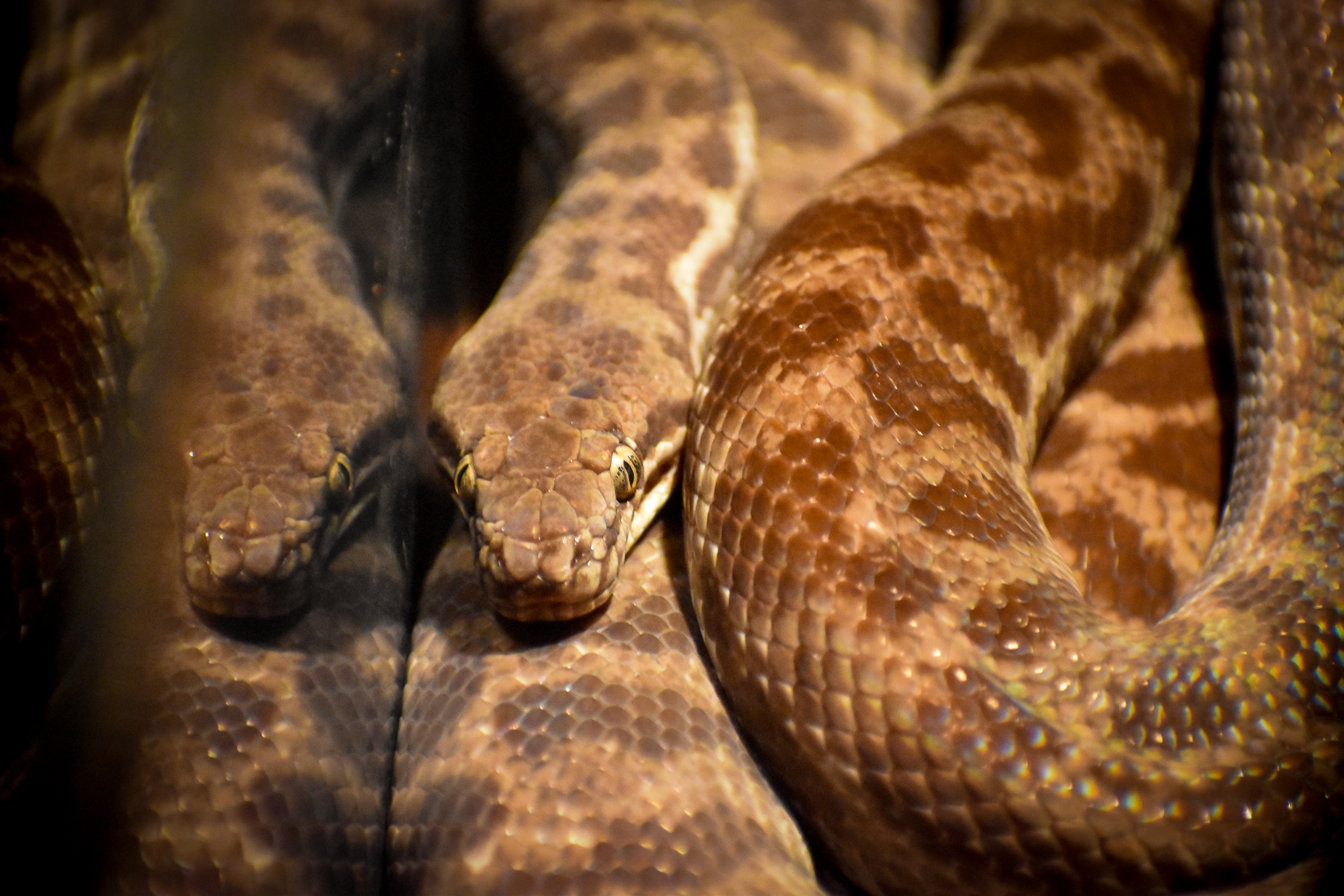 Stimson's Python (Antaresia stimsoni)