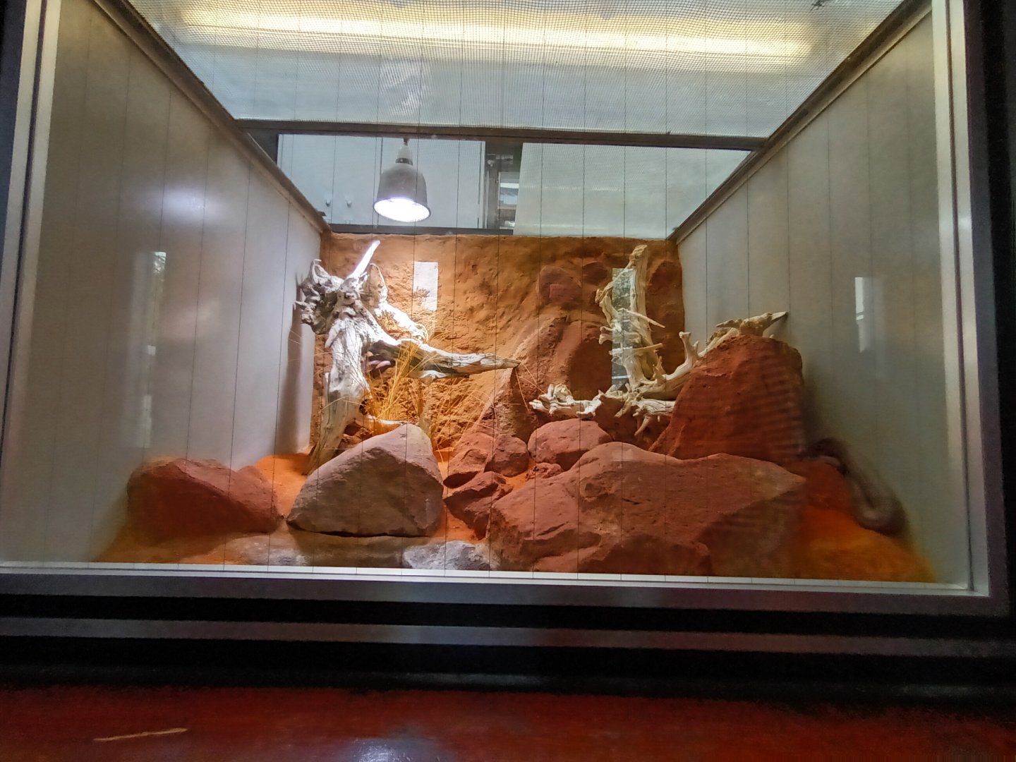 Stimsons Python Habitat