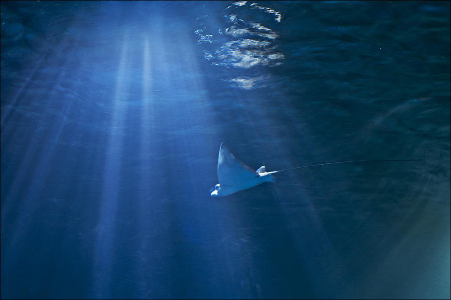 Sting-Ray at Hamburg