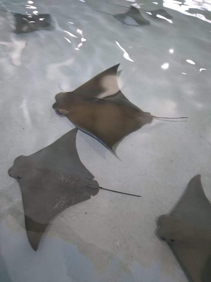 Sting ray