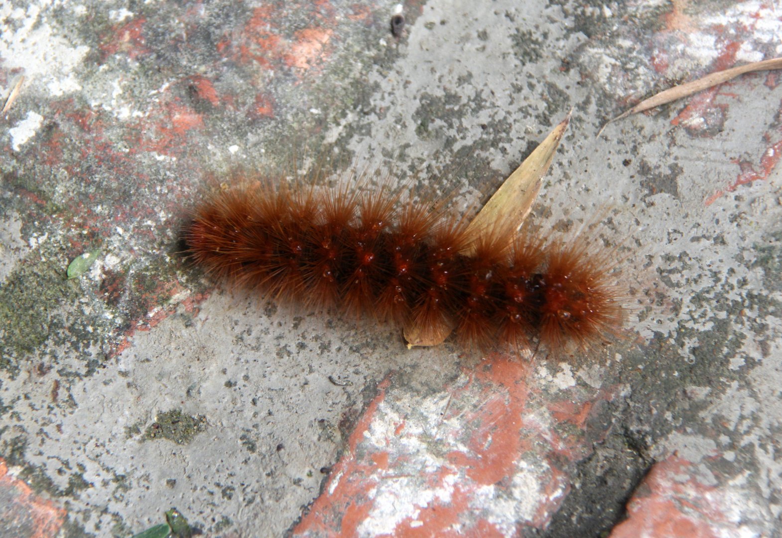stinging caterpillar
