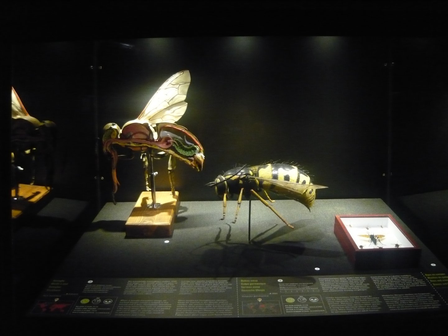 Stinging Hymenoptera