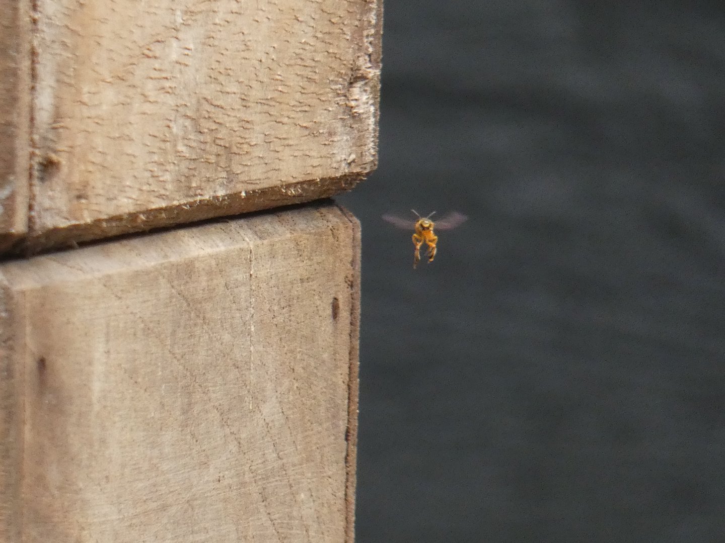 Stingless Bee