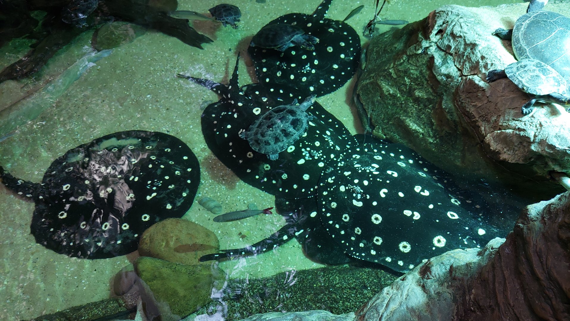 Stingray and Turtle pool- Flooded Forest