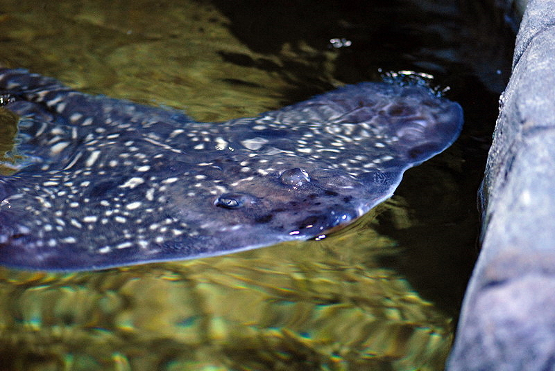 Stingray at Timmendorfer Strand