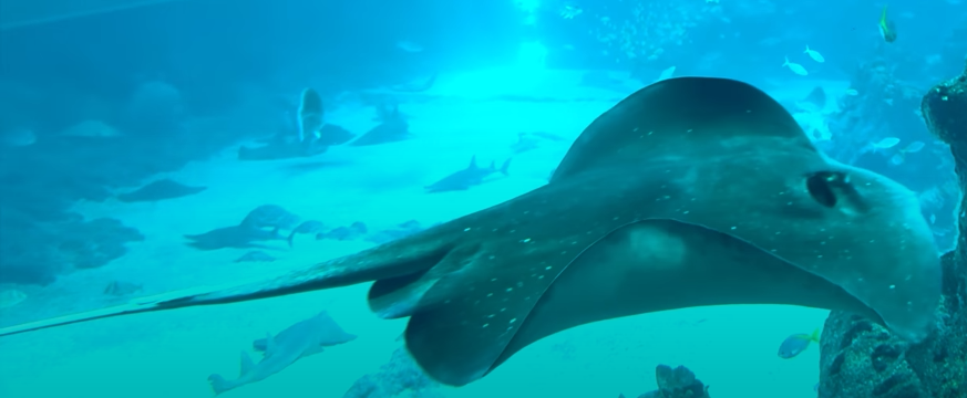 Stingray (Bathytoshia brevicaudata?)