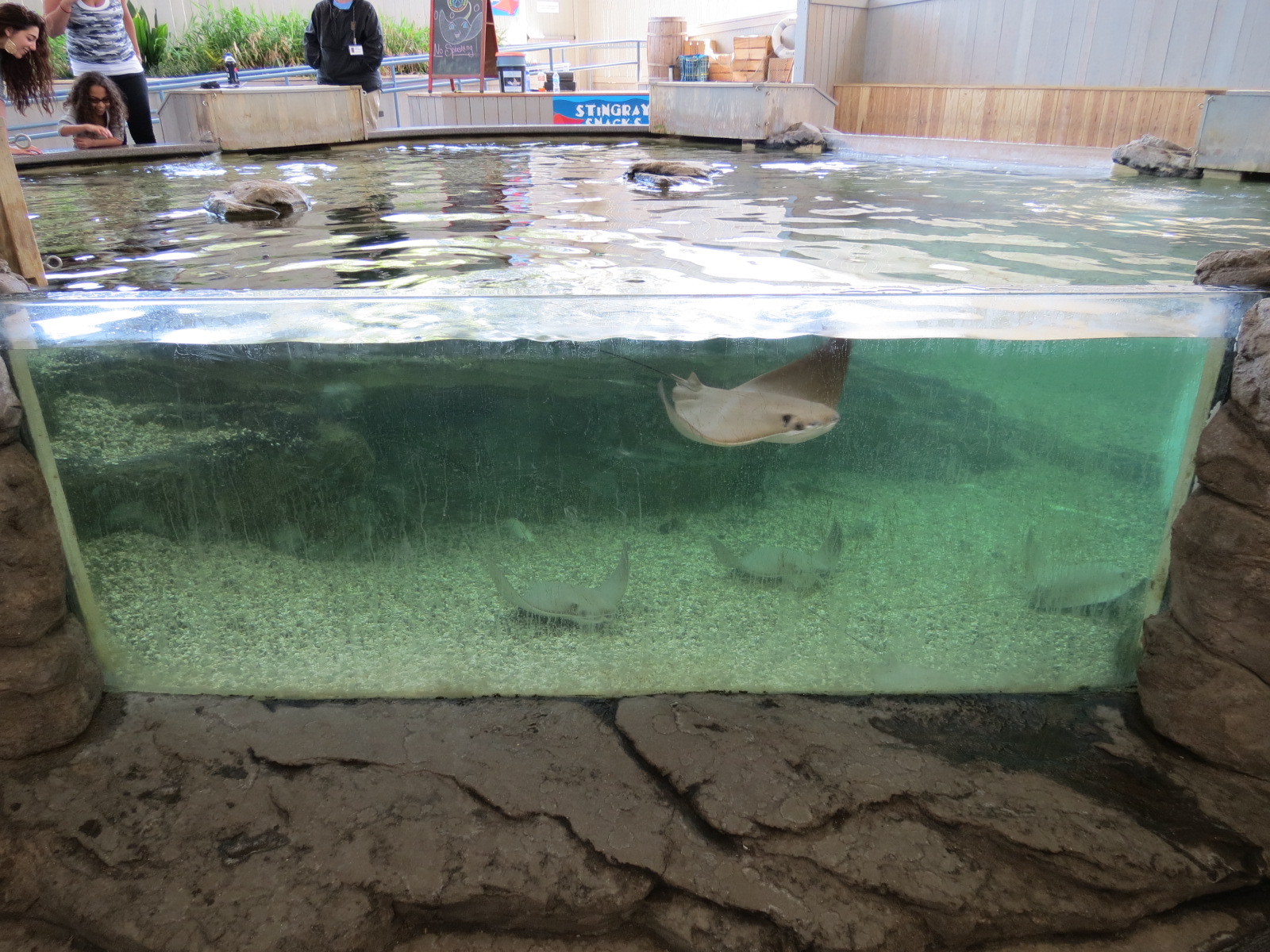 Stingray Bay - Cownose Ray Exhibit