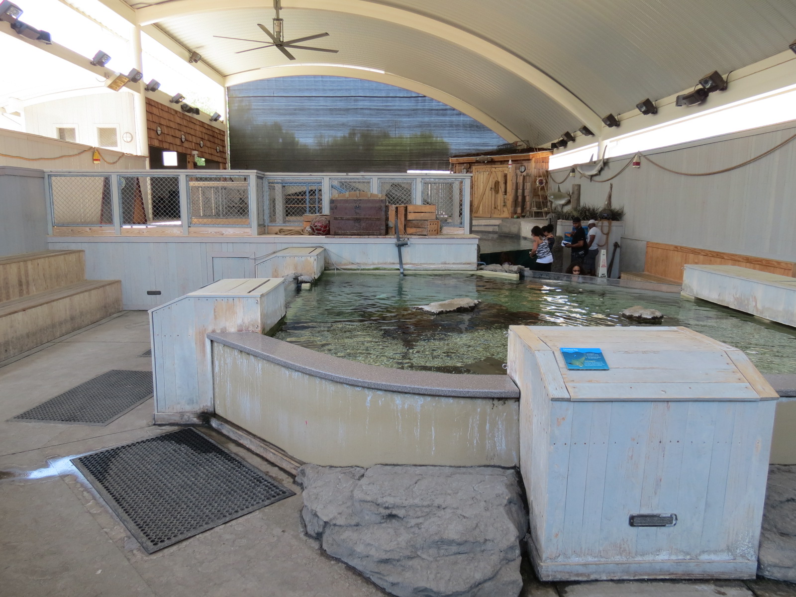 Stingray Bay - Cownose Ray Exhibit