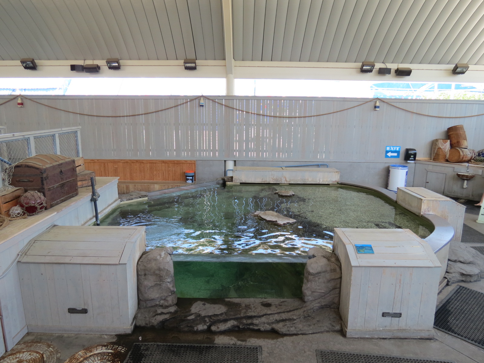 Stingray Bay - Cownose Ray Exhibit