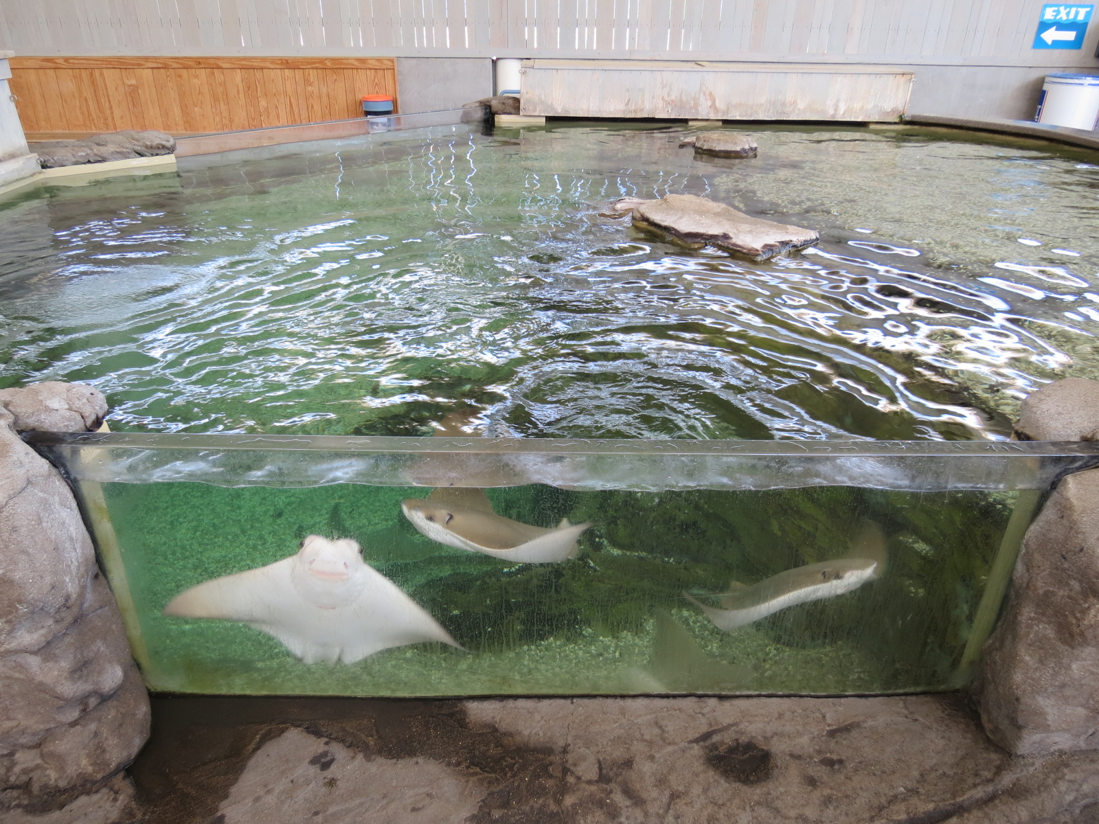 Stingray Bay - Cownose Ray Exhibit