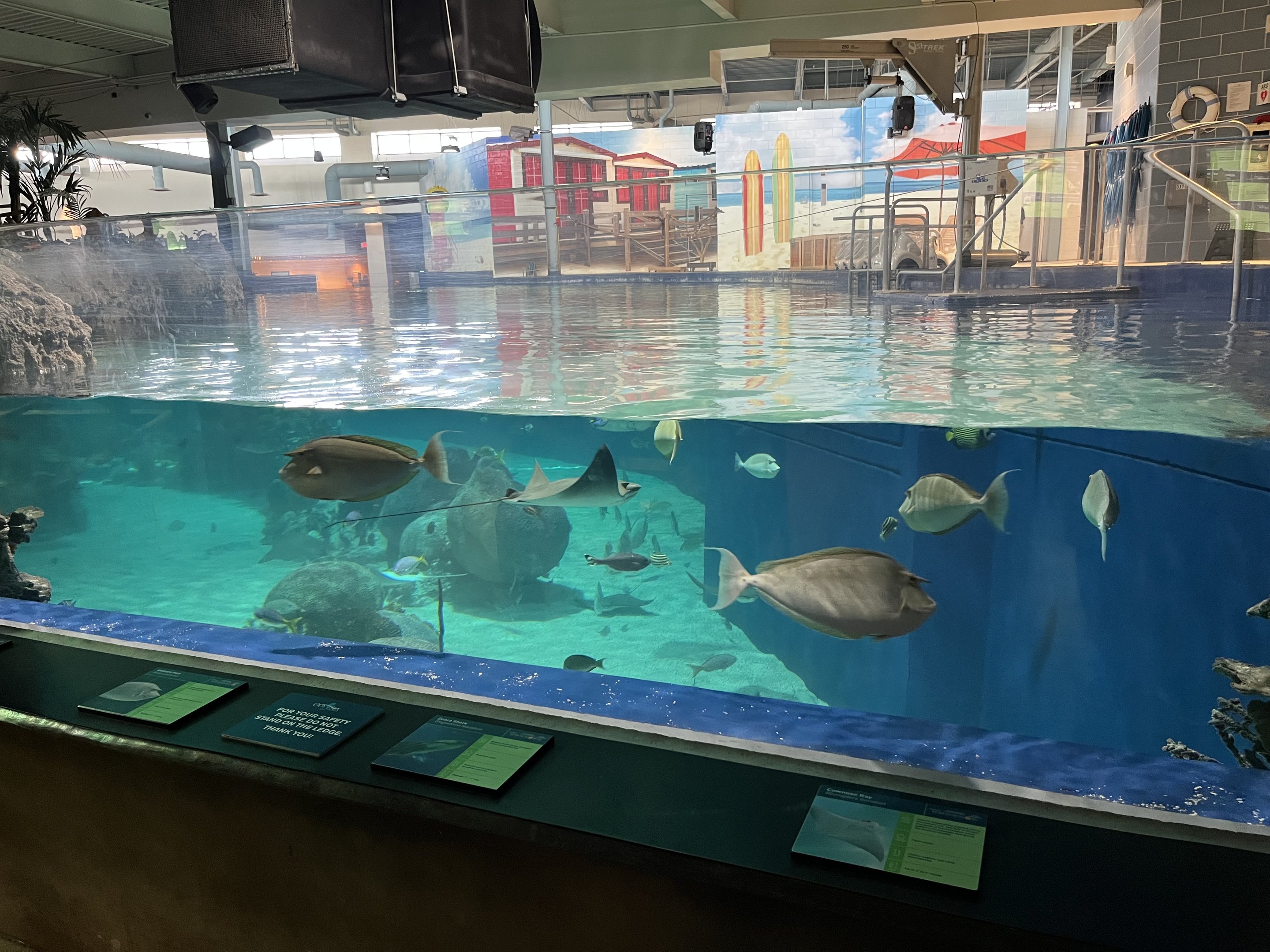 Stingray Bay Exhibit