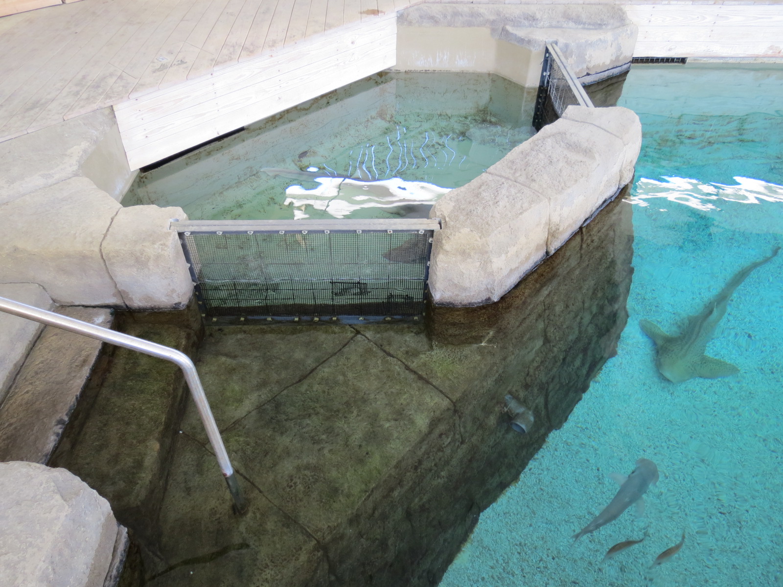 Stingray Bay - Shark Exhibit