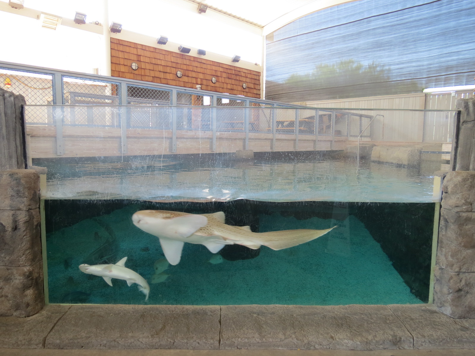 Stingray Bay - Shark Exhibit
