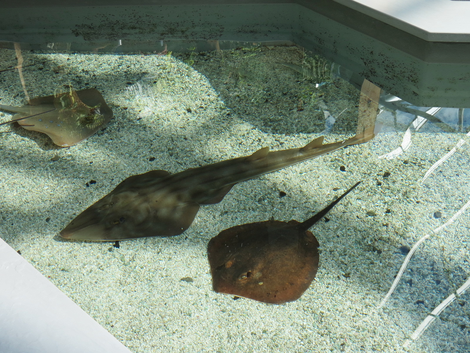 Stingray Bay - Shovelnose Guitarfish and Others